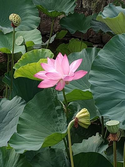 蓮の花を見に鶴岡八幡宮に参拝