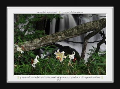 ◆目に青葉ヤマユリ香る山鶏滝渓谷~阿武隈高原・平田村