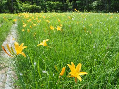 花ざかりの尾瀬トレッキングその2　大江湿原編