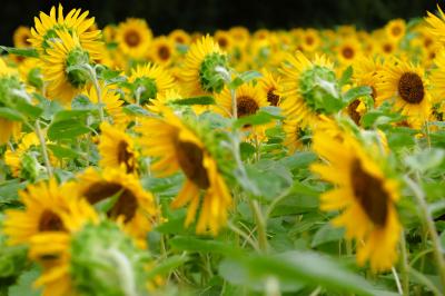 くりはま花の国で100万本のひまわり