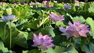 2025年7月21日～2週連続でどこかにビューーン!で新潟へ　長岡～新潟　ホテルオークラ新潟泊