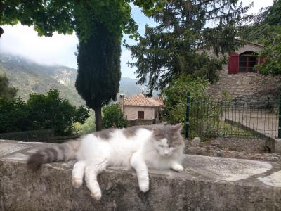 2025.5 南フランス 芸術家が愛した町 ４話 猫と犬に出会った村