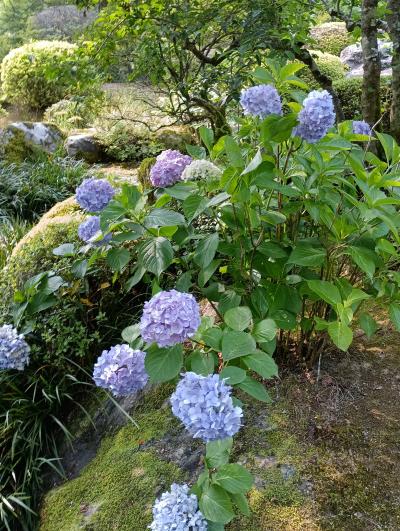 閉園前日の三室戸寺アジサイ園、祝国宝認定！萬福寺、若冲･応挙コラボ屏風を見に中之島美術館