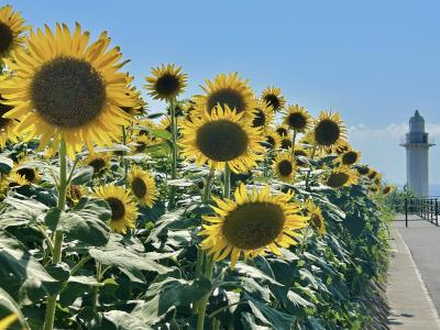 2025 長島のヒマワリ畑に魅せられて！（追記編）