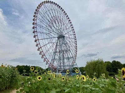 葛西臨海公園のヒマワリ、夢の島公園と護国寺