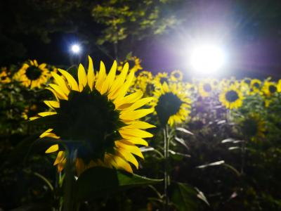 夜のひまわり畑で夕涼み　―2025.8―