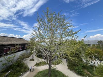 大阪・関西万博 EXPO2025 すきま時間に真夏の万博