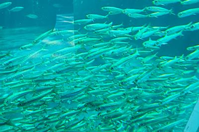 小名浜 &#128031;アクアマリンふくしま&#128033;