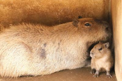 2025年夏の伊豆シャボテン動物公園はまだベビーラッシュ（４）園内いろいろ＆ハイライト１：天井仰ぐレッサーパンダのめいしゃんやカピバラベビー