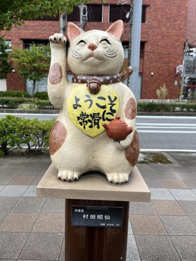 常滑・滑ねこ　猫づくし