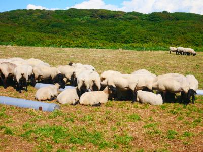 羊尻とオロローン