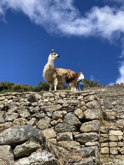南米旅行④マチュピチュ