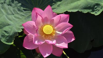 2025年7月27日～JREP特典グリーン車と長野電鉄旧ロマンスカー旧成田EXで行く長野～小布施の旅