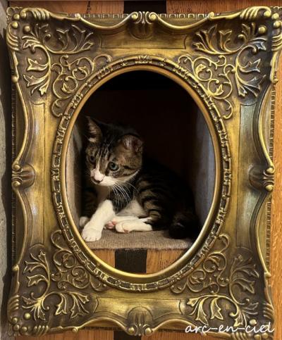 暑さを忘れて、ニャンズと楽しいひととき★ジオラマ食堂（2025）