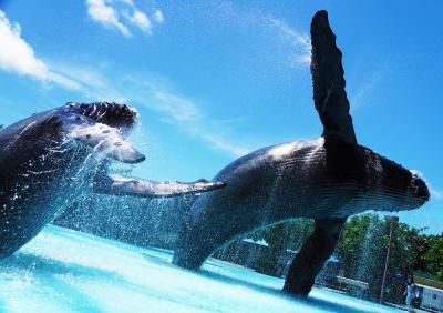 【Sul de A Formosa!】④国立海洋生物博物館でロイチゥ気取り「夜宿」満喫の旅