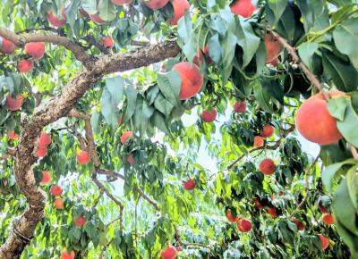 2025年8月　山梨・甲府旅行♪桃狩り再び♪信玄餅工場♪スパランドホテル内藤♪シャトレーゼ