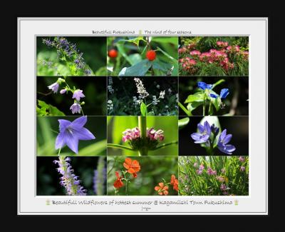 ◆福島・四季・彩々・Part123~酷暑の候