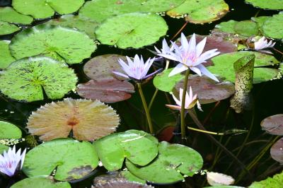 アートとウミガメに出会う2泊3日④〜室戸岬とモネの庭〜