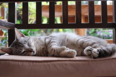 2025 至福の宿とバリ腹、ケチャ考