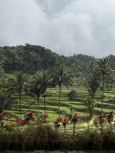 2025夏ジャワ島&バリ島(3)_イジェン火山は涙&イジェンリゾート