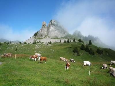 ユングフラウ ハイキング⑥(シーニゲプラッテ~ファウルホルン~フィルスト)