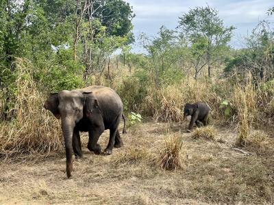 スリランカで夏休み3一サファリ一
