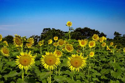 長崎鼻のひまわり　2025年