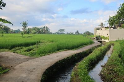 2025 Ubud 田んぼの散歩道