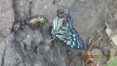 2025年森のさんぽ道で見られた蝶⑬その①ルリタテハ、キタテハ、コミスジ、アカボシゴマダラ、サトキマダラヒカゲ