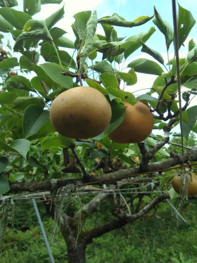 旅行体験記2025~日田~中津以来の大分、梨の栽培が盛んな都市で進撃の巨人、焼きそばで大満喫!