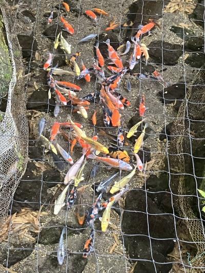 御殿場アウトレットと温泉旅で神社と盛りだくさん