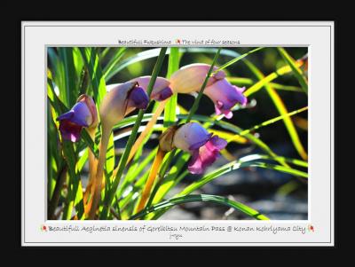 ◆オオナンバンキセル咲く立秋の御霊櫃峠&野の花巡り~郡山市湖南町
