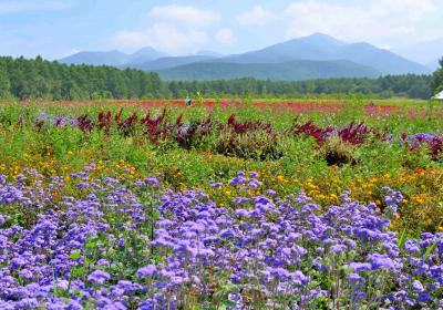 八ヶ岳農業大学校のお花畑