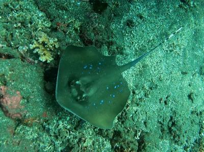 ソロトラベラー(インドネシア バリ島)♯525