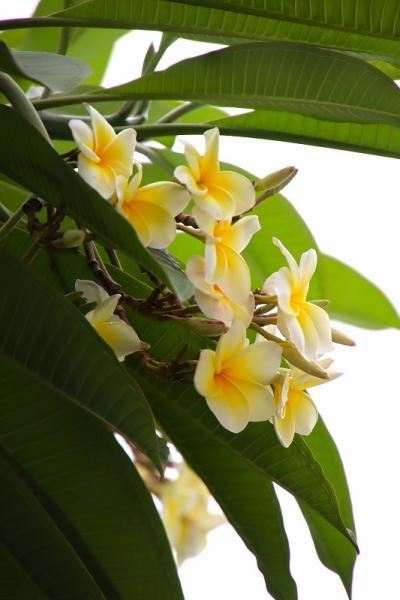 2025年1月 バリ島プルメリア鑑賞ツアー その1