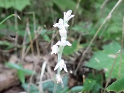 御岳山・レンゲショウマまつり２～陰の主役はミヤマウズラ