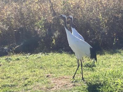 シマフクロウを見に行くのと、タンチョウに会いに行くのと、道東を巡った旅行の記録(後編)