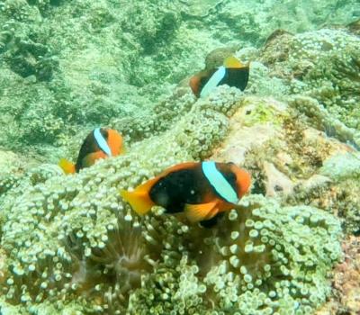 バリ島内を津々浦々と。④パダンバイ編