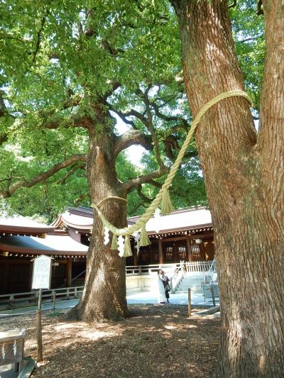 「　明治神宮　真夏の　さんぽ　」2025