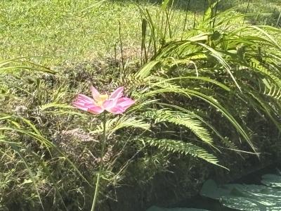 2025年 バリ島② ウブドへ