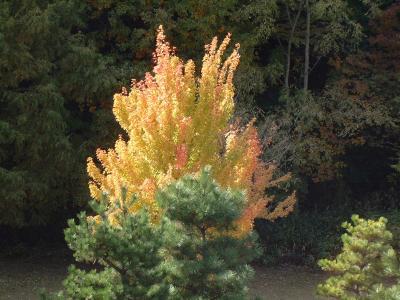 仙台の紅葉巡り（初日）