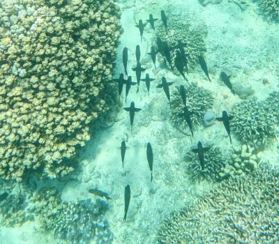 バリ島内を津々浦々と。②ムンジャガン後編