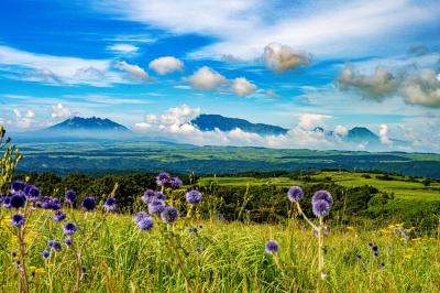 ヒゴタイ公園　2025