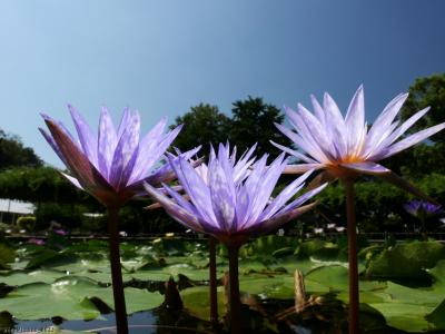 「あしかがフラワパーク」の熱帯性スイレン_2025_見頃が続いています（足利市）