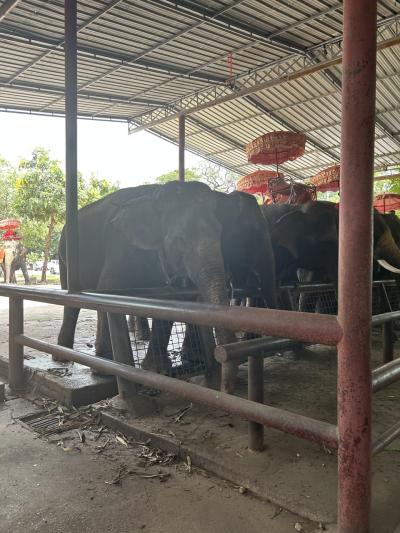 初タイ　バンコク。朝から晩まで3日間遊んできた