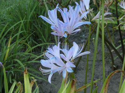 9月の初日、大阪万博記念公園で、猛暑に耐えながら咲いていた「ナツズイセン」を見て、「オッチャン達のOB会」を楽しむ。（2025）