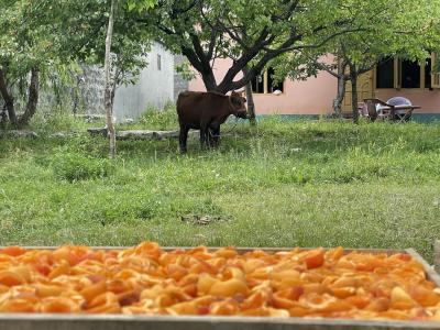 ひとたびはポプラと共に(^^)道路封鎖でイスラマバードへ帰れない？