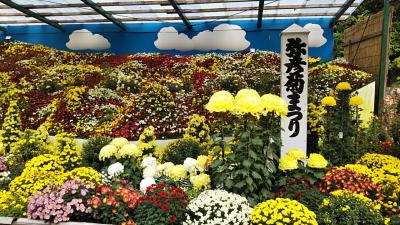弥彦公園の紅葉、弥彦神社の菊まつり、大イチョウ、足湯。11月の弥彦は観光にお勧めです。