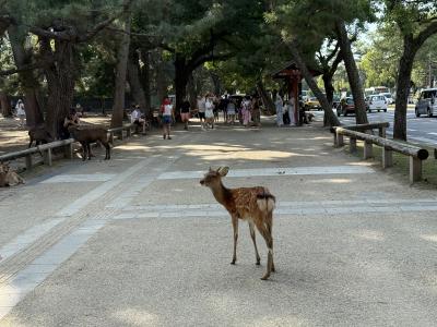 2025年9月 ひとりたび in 奈良