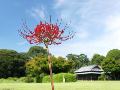 「つつじが岡第二公園」のヒガンバナ_2025_彼岸花は２輪、他にナツズイセンが咲いてました（館林市）
